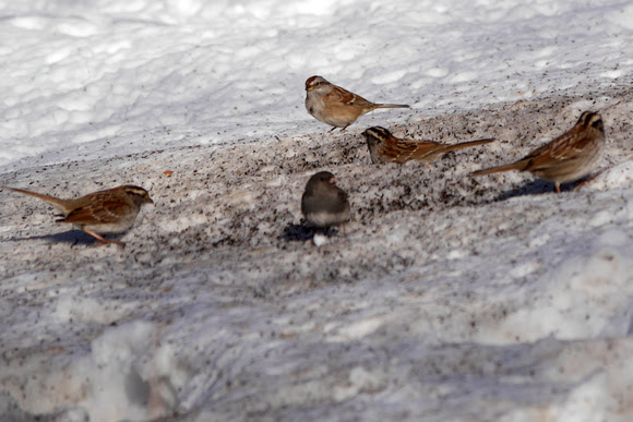 Ed Gaillard: recent &emdash; American Tree Sparrow and friends, Central Park