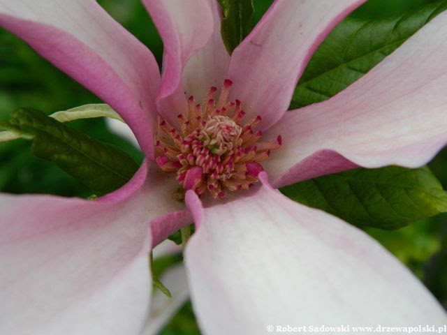Magnolia Susan kwiat Magnolia Susan kwiaty
