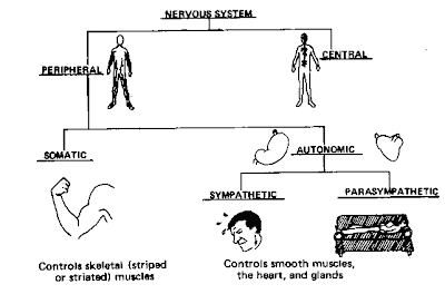 Human Bio: The Peripheral Nervous System