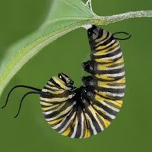 El Ciclo De La Mariposa En Ingles Para Ninos Hay Ninos