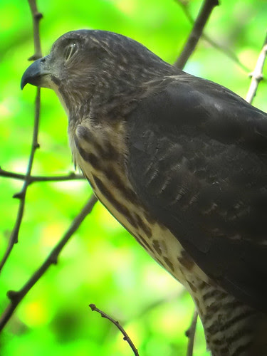 鳳頭蒼鷹/無限台南