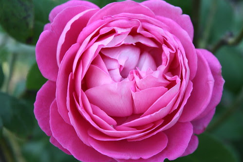 Mable Ringling rose garden