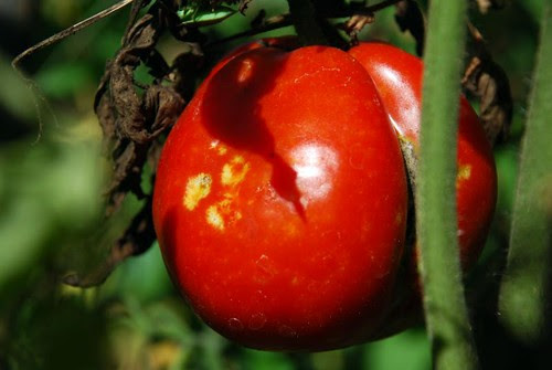 last tomatoes 2