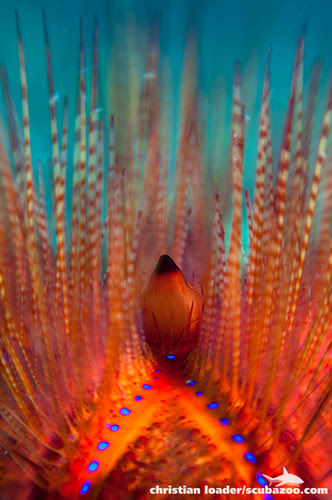 Sea Urchin - Lensbaby macro - Lembeh