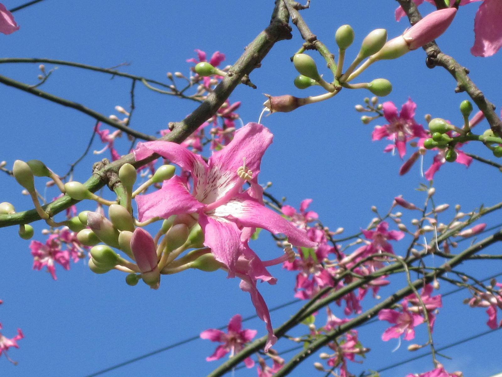 すべての美しい花の画像 100 Epic Best秋 ピンク 花 木