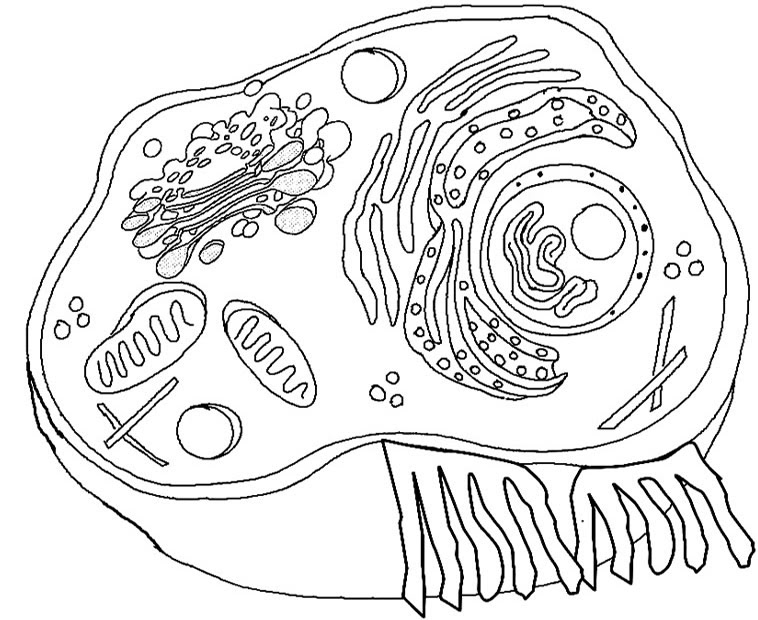 animal-cell-model-diagram-project-parts-structure-labeled-coloring-and-plant-cell-organelles