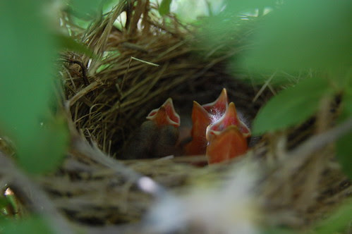 Red Winged Blackbird Babies