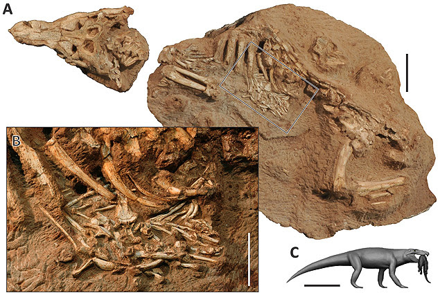 Fósseis do crocodilo predador e da presa encontrada na sua barriga