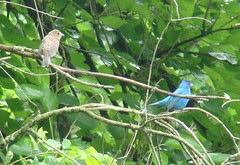 Indigo male and young