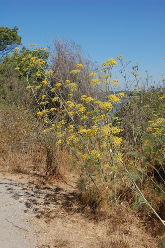 Wild fennel growing at the Albany Bulb by Eve Fox, copyright  2008