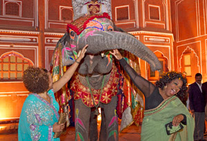 elephant elephant