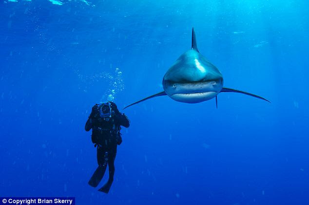 It's behind you: Skerry captured this picture of the threatened Bahamian oceanic whitetip shark and the lucky diver who got to see it up close