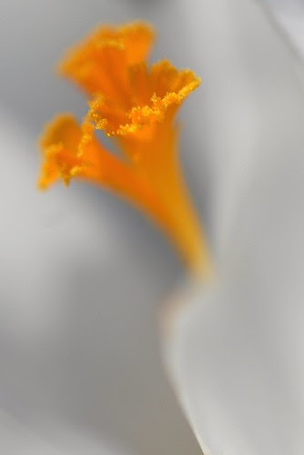 white-crocus