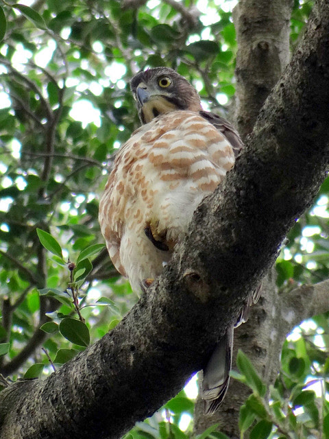 鳳頭蒼鷹/無限台南
