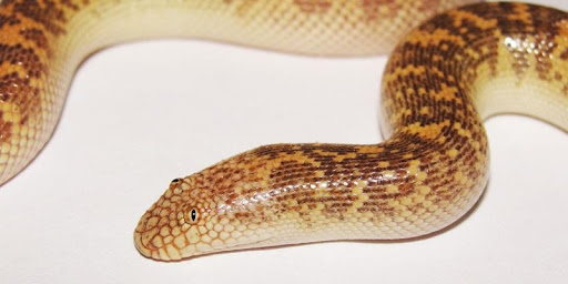 Arabian Sand Boa งูที่มีหน้าตาเหมือนออกมาจากการ์ตูน - realmetro.com
