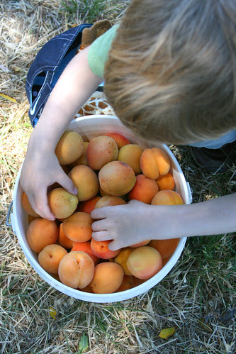 12lbs apricots