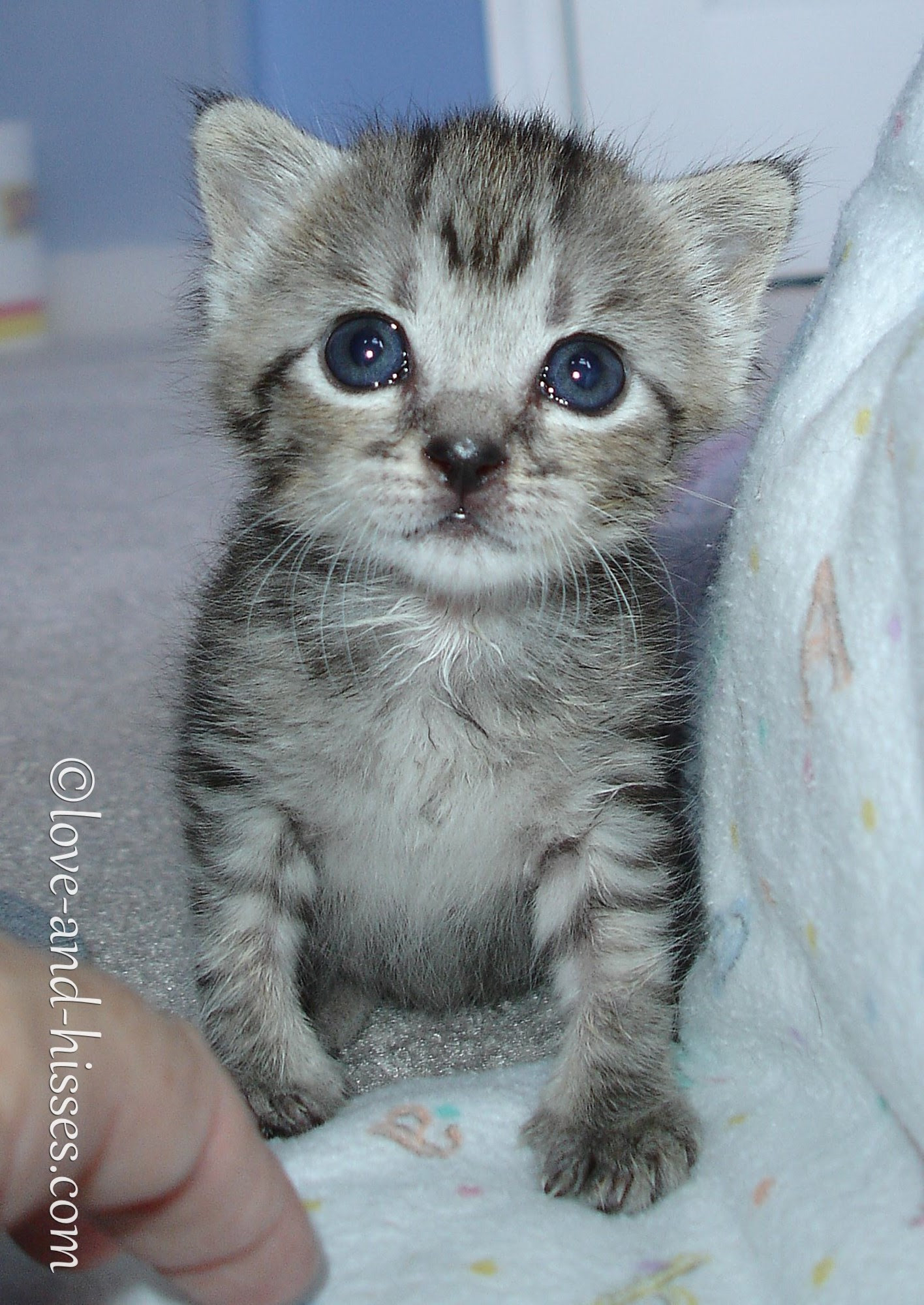 two week old kitten sitting upright