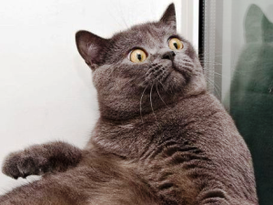surprise cat