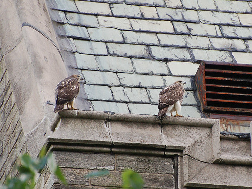 Red-Tail Fledglings