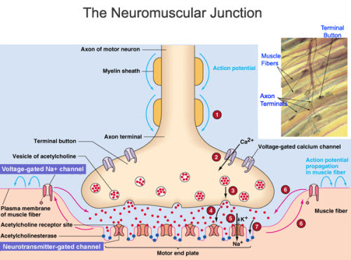 Colten's Blog: Neuromuscular Junction