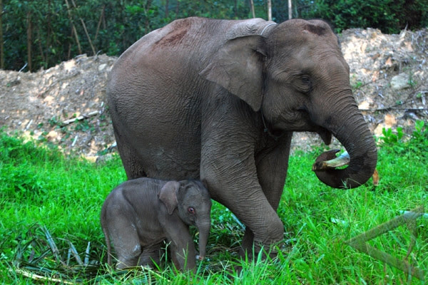 De elefantes de Sumatra Biosionarios