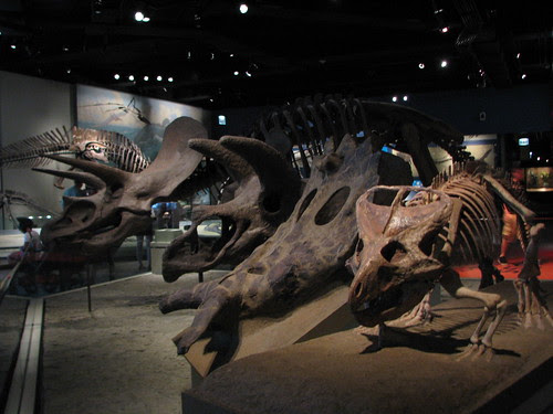 Ceratopsians