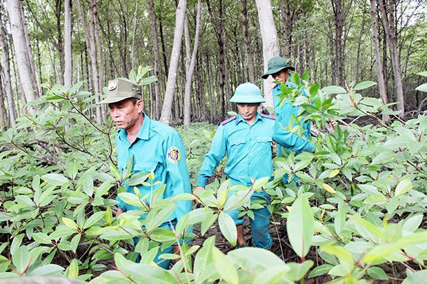 Ngoài tuần tra trên sông, rạch, lực lượng bảo vệ còn lội bộ luồn sâu vào các khu rừng già để kiểm tra
