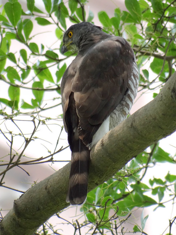 鳳頭蒼鷹/無限台南
