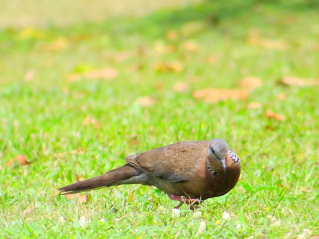環頸斑鳩/無限台南