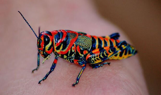 Animals most unexpected colors