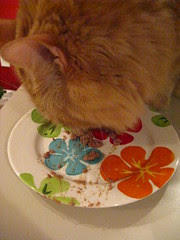 Jasper finishing off some "birthday cake"