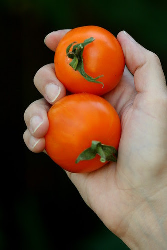 tomato AAA sweet solano