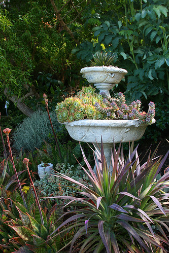 succulent fountain