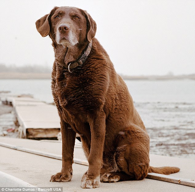 Moxie, 13, from Winthrop, Massachusetts, arrived with her handler, Mark Aliberti, at the World Trade Center on the evening of Tuesday, September 11, 2001, and searched the site for 8 days