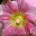 Roses trémières après la pluie;13 juillet 2011 015