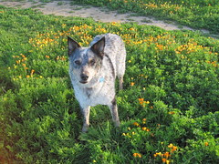 Leroy