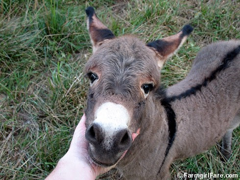 Baby Donkey 9