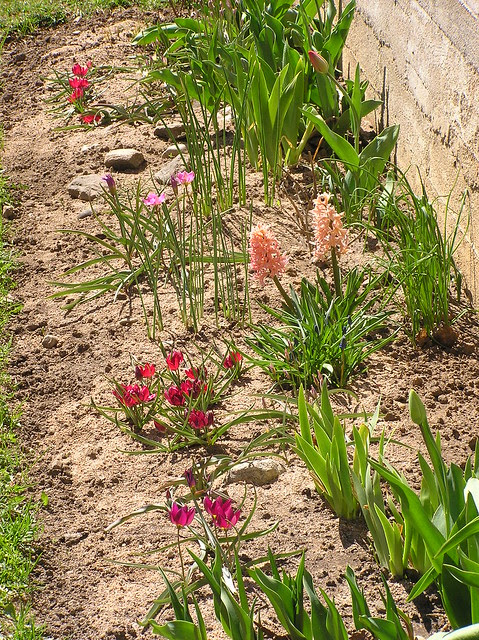 Spieces tulips