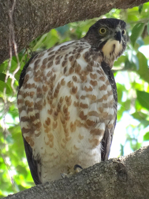 鳳頭蒼鷹/無限台南