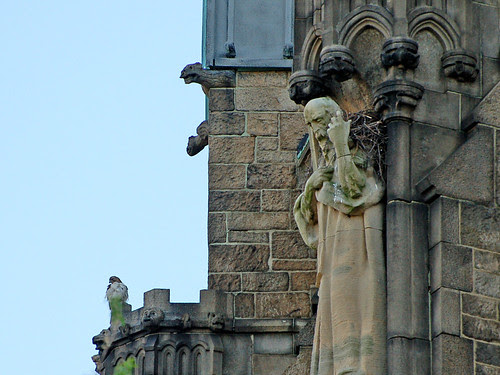 hawk, Statue and Nest