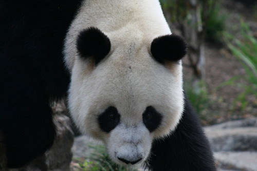 Wang Wang