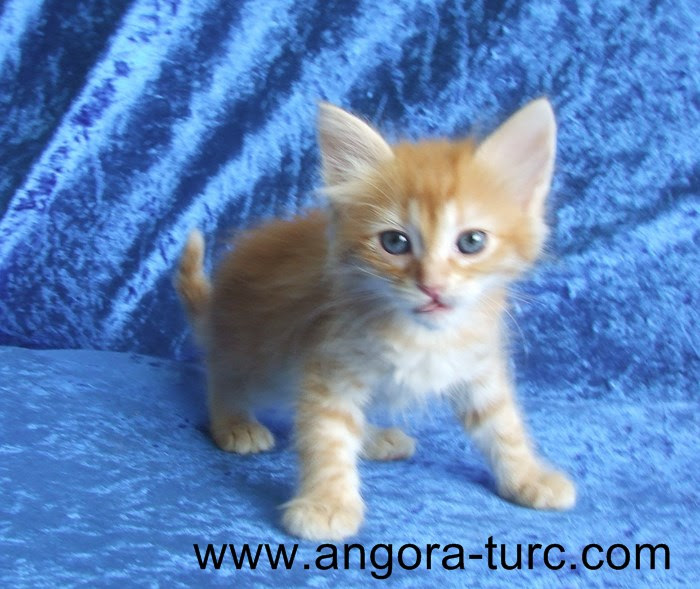 Image Chat Angora Turc Bebe