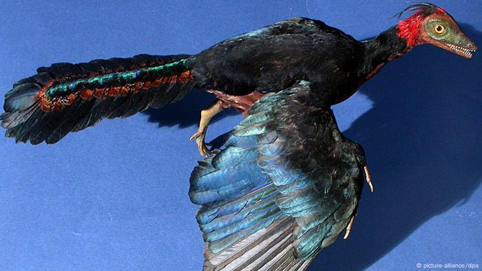 Reconstruction of Archaeopteryx