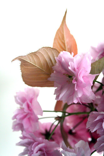 pink and fluffy