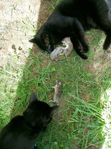 3deadrats