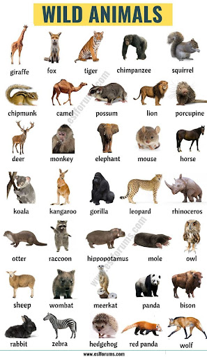 List Of Mammals For Kids - Pets Lovers