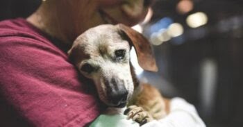 18-Year-Old Blind Dachshund Was Dumped At Shelter, Clung To First Person Who Showed Her Love