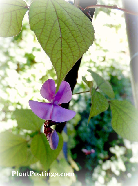 hyacinthbean