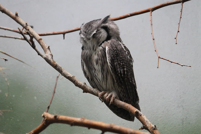 White-faced Scops Owl