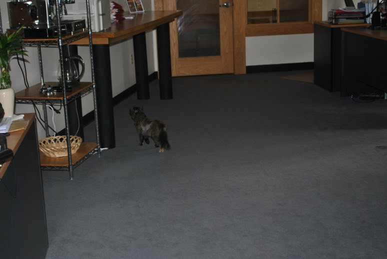 small tortie cat in an open office